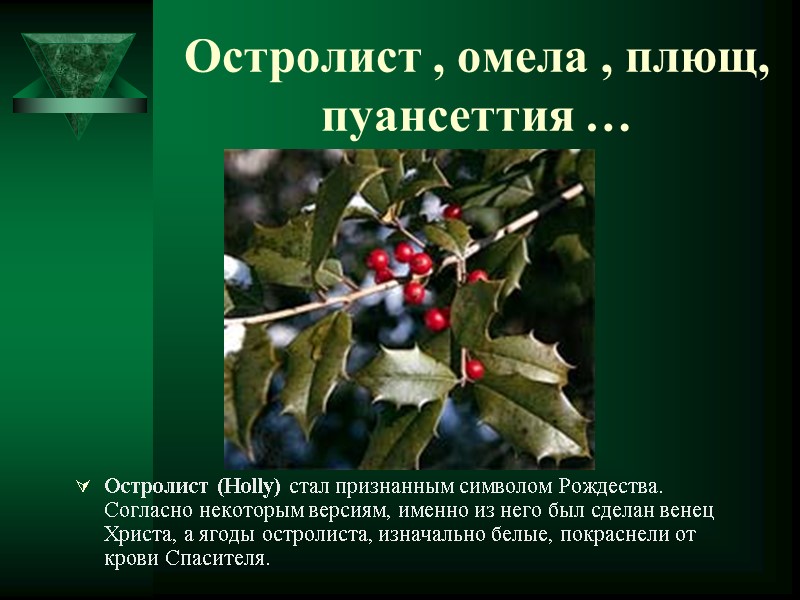 Остролист , омела , плющ, пуансеттия … Остролист (Holly) стал признанным символом Рождества. Согласно